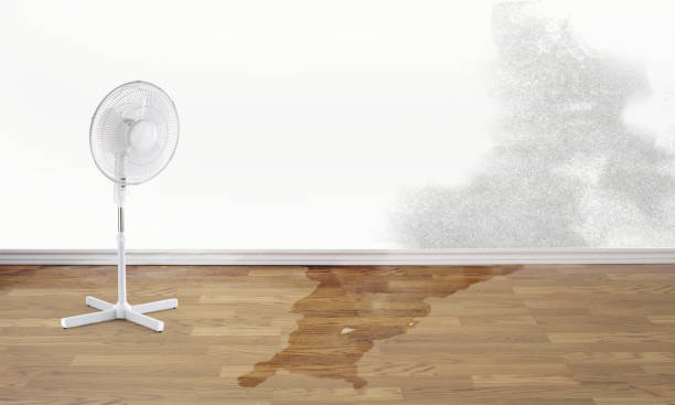 Best Water damage contractors near me  in Essex Fells, NJ